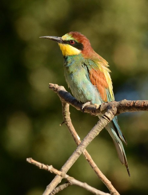 Uccelli africani 7