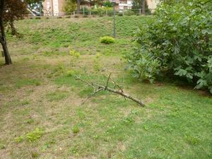 Verde Macerata (24)
