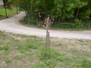 Verde Macerata (25)