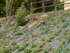 Verde Macerata (26)