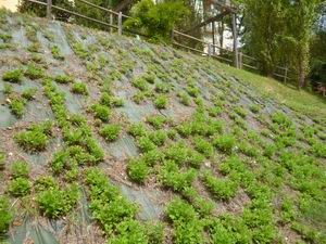 Verde Macerata (27)