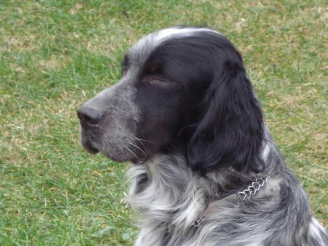 alì