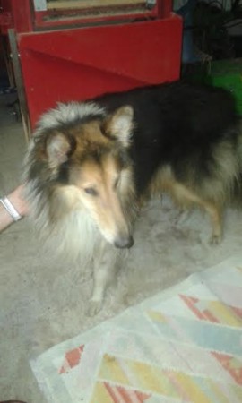 cane smarrito 2