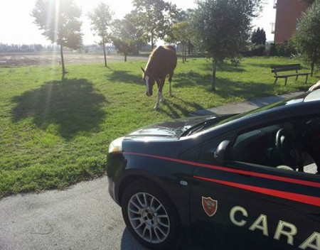 cavallo