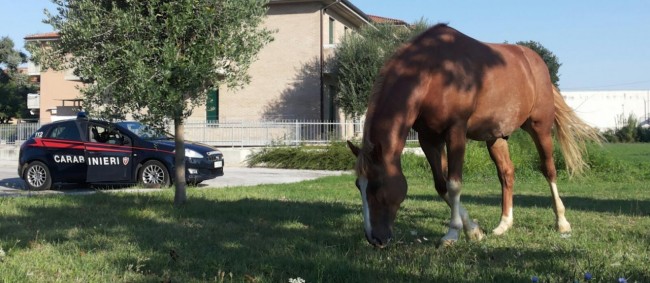 cavallo san claudio 2