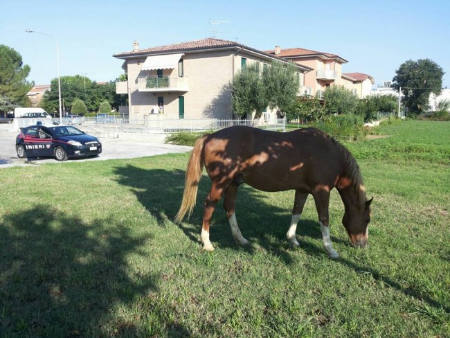 cavallo san claudio