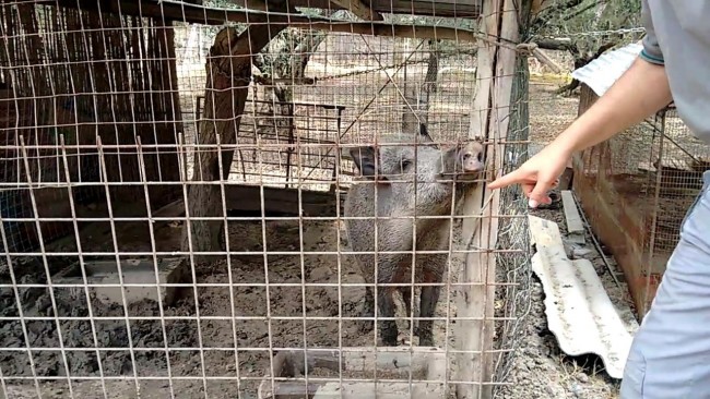 Il cinghiale trovato dal Corpo forestale