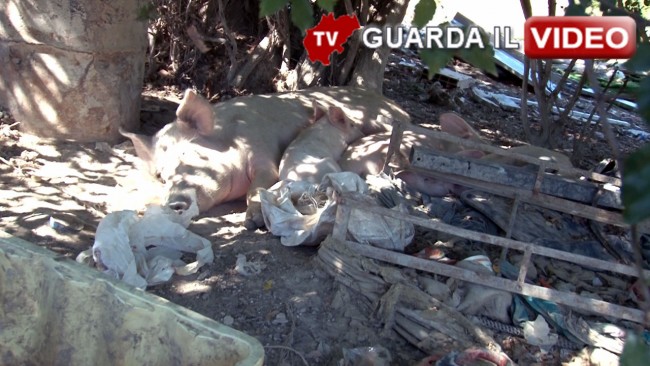 discarica maiali loro piceno 000 - Copia