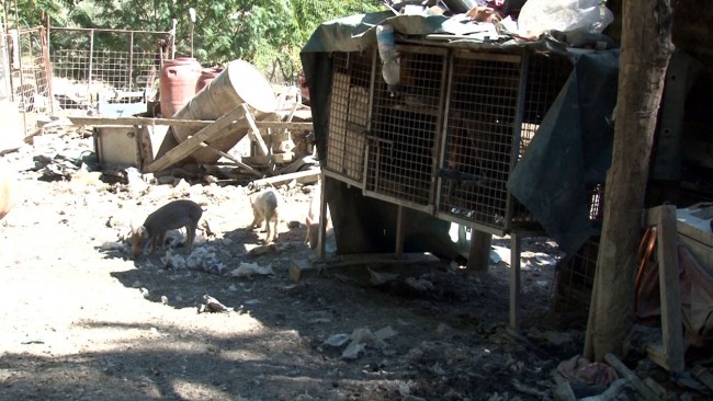 discarica maiali loro piceno 5 - Copia