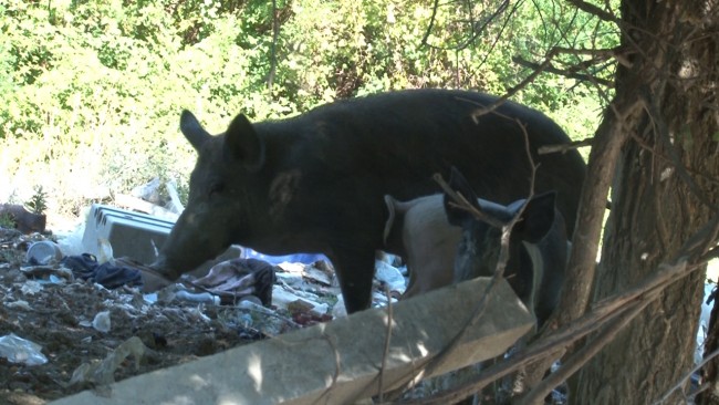 discarica maiali loro piceno 6