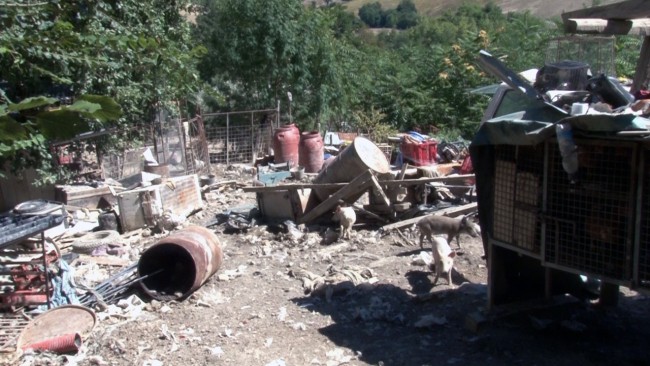 discarica maiali loro piceno 7 - Copia