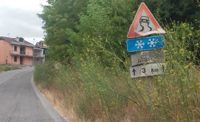 erba alta camporotondo tondi (3)
