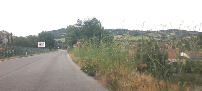 erba alta camporotondo tondi (6)