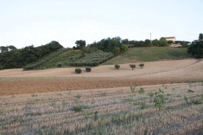 Il campo dove è caduto il 41enne con il parapendio