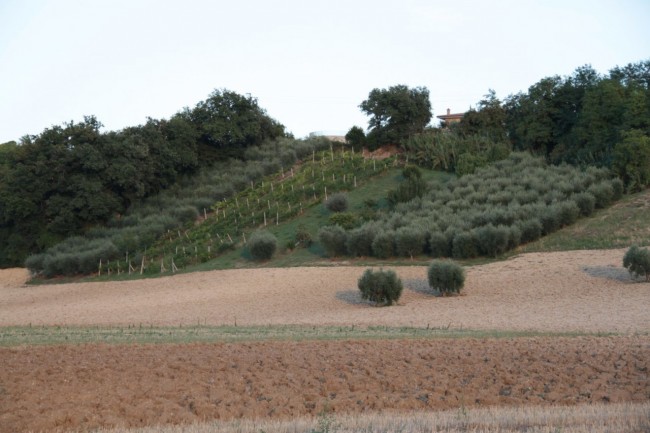 Il campo dove è stato recuperato il 41enne