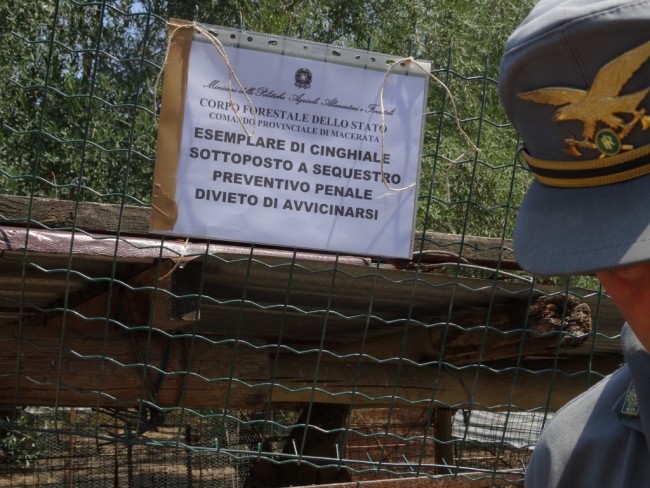sequestro cinghiale 1