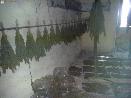MARIJUANA IN ESSICCAZIONE