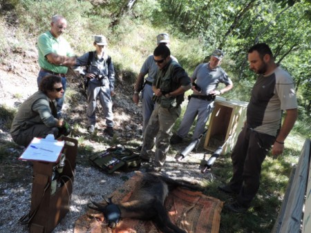 Il camoscio "catturato" a Bolognola e trasferito ad Opi