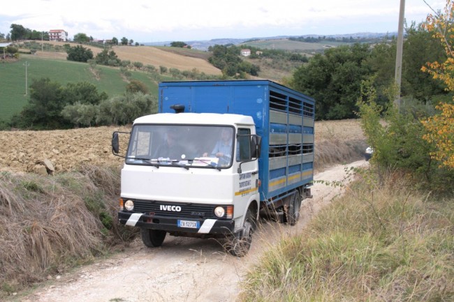 maiali fango loro piceno foto ap 1