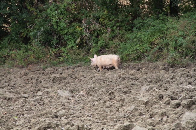 maiali fango loro piceno foto ap 6