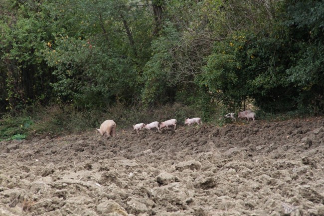 maiali fango loro piceno foto ap 8