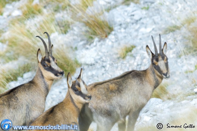 Camosci sui Monti Sibillini (4)