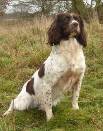Un cane Spinger Spaniel Inglese (Foto d'archivio)