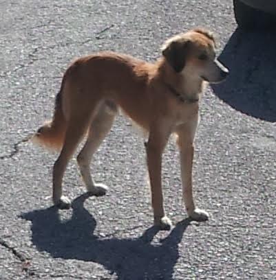 cane abbandonato