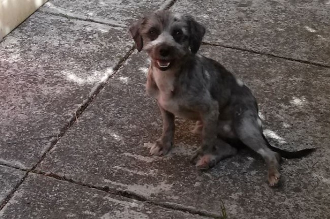 cane spino smarrito