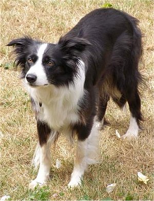 Un border collie simile a quello smarrito dal pastore (foto d'archivio)