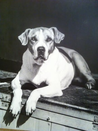 canile 4