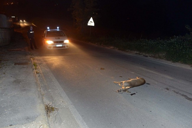 capriolo investito a civitanova alta (2)