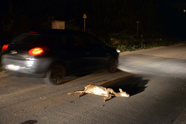 Il capriolo femmina investito a Civitanova