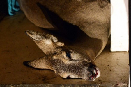 L'animale a terra