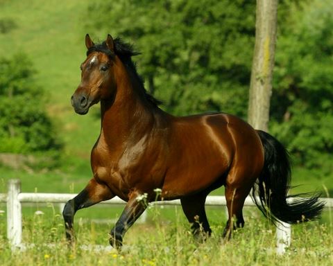 cavallo