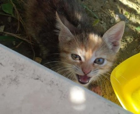 gatto