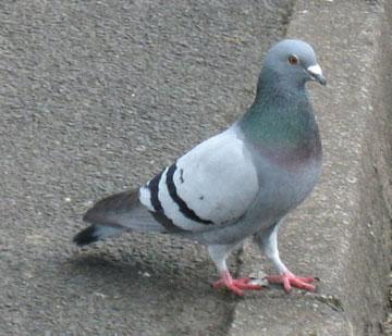 piccione