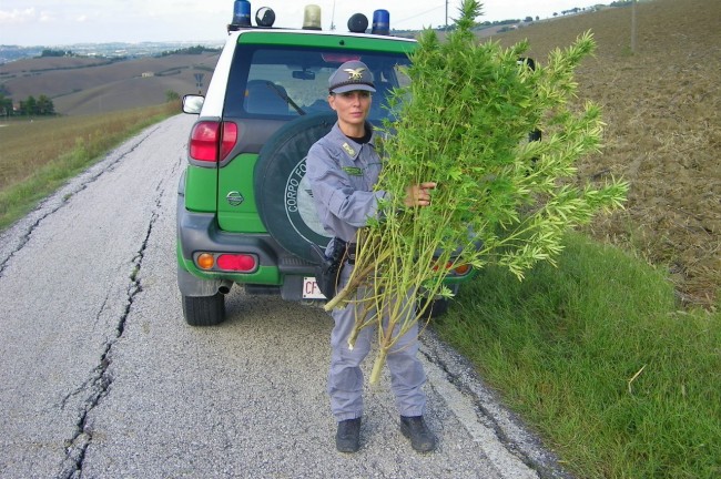 Le piante sequestrate a Jesi