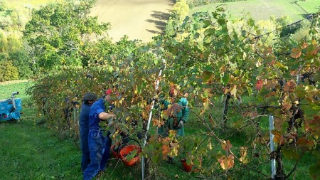 vendemmia 2