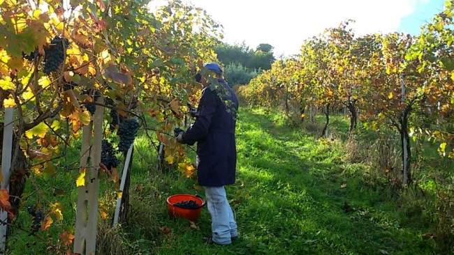 vendemmia