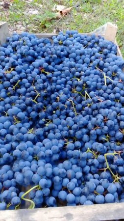 vernaccia