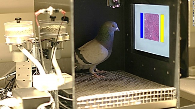Piccioni sono stati addestrati a leggere campioni di tessuto del seno per cercare il cancro