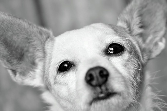 Luna necrologio cane