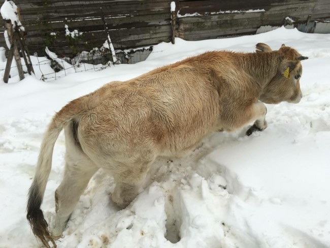 Neve Bolognola novembre 2015 (1)