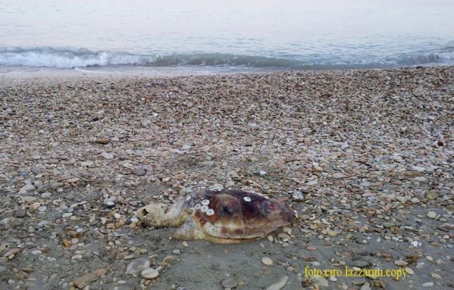 La tartaruga morta trovata a Civitanova