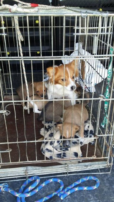 Cuccioli ritrovati di recente nei dintorni di Camerino