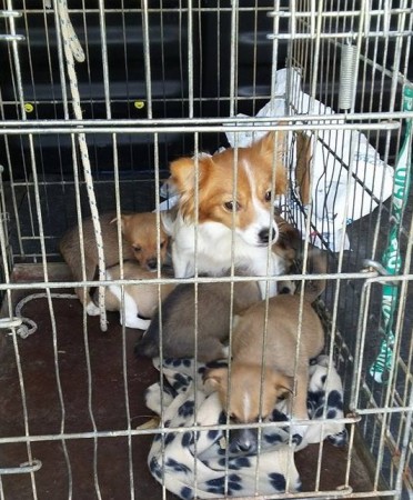 Cuccioli ritrovati di recente nei dintorni di Camerino