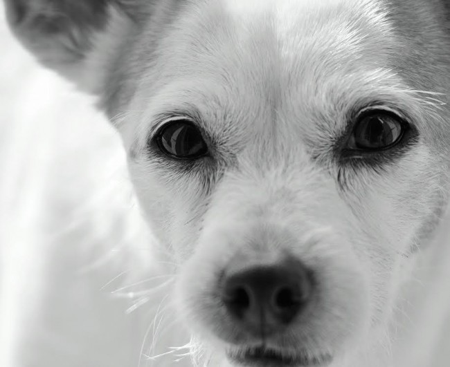 luna necrologio cane 2