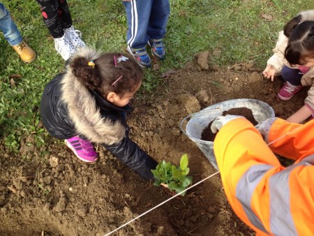 montefano gioranta dell'albero scuola 2