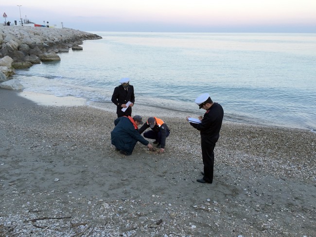 La guardia costiera a Civitanova dopo il ritrovamento della terza tartaruga